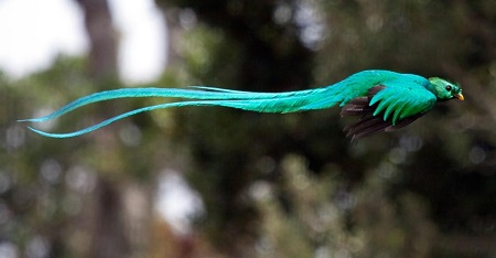 EL QUETZAL